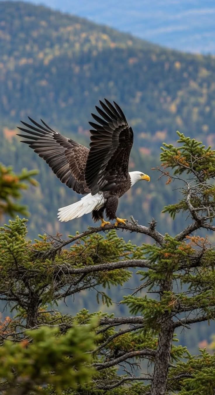 Balance_-_Eagle_Station