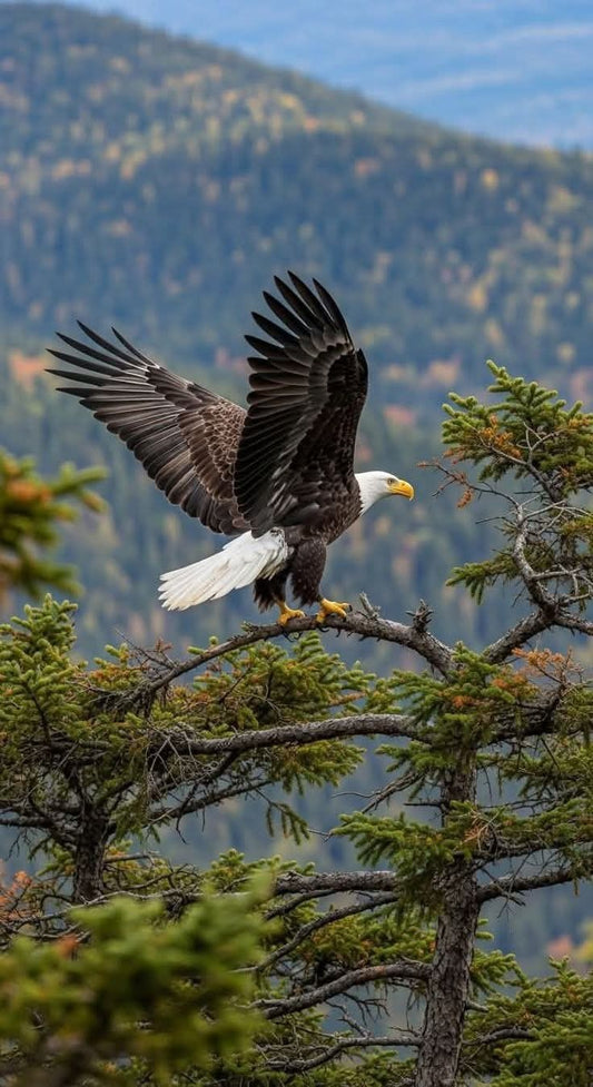 Balance_-_Eagle_Station