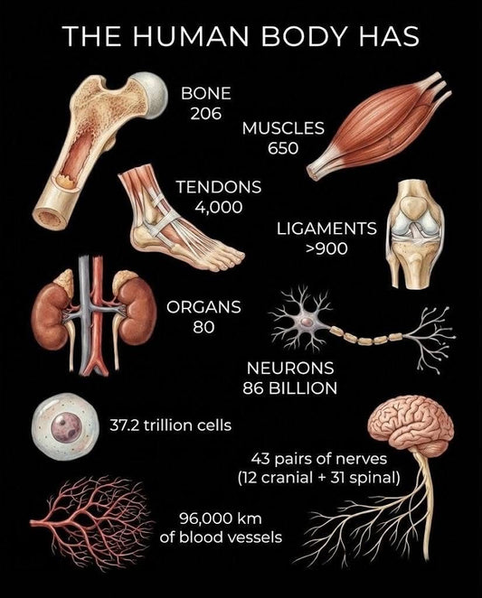 Edu-Bio- Human Body Parts